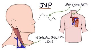 Understanding Jugular Venous Pressure JVP [upl. by Inge]