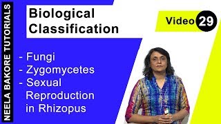 Biological Classification  NEET  Fungi  Zygomycetes  Sexual Reproduction in Rhizopus  Dr Neela [upl. by Enyedy]