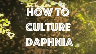 How To Culture Daphnia Magna [upl. by Lingwood408]