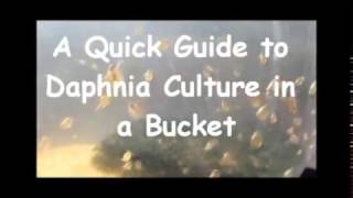 How to culture daphnia outside [upl. by Hguh157]