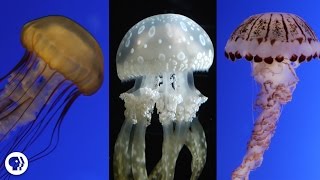 Are Jellyfish the Weirdest Animals In the Ocean [upl. by Jae822]