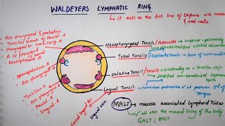 Histology of Palatine tonsil \Tonsil [upl. by Gascony]