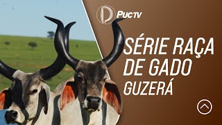 SÉRIE RAÇA DE GADO GUZERÁ [upl. by Trager]