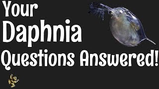 Daphnia Questions Answered [upl. by Schaeffer]