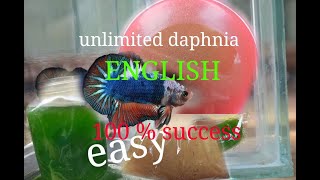 daphnia moina culture Easy way Unlimited production English  with sub Green water Chlorella [upl. by Beare]