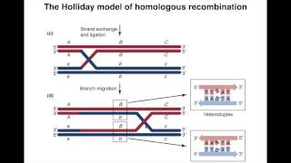 Homologous Recombination I [upl. by Yekcor569]