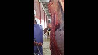 MEAT INSPECTION BOVINE CARCASS [upl. by Neicul]