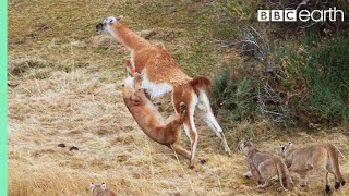 Puma takes on Guanaco 3 Times Her Weight  Seven Worlds One Planet  BBC Earth [upl. by Ardelis329]