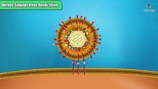 Herpes simplex virus replication Steps  Microbiology Animations [upl. by Naivatco]