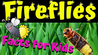 Fireflies  Firefly Facts for Kids  Why Do Fireflies Glow [upl. by Cunningham]