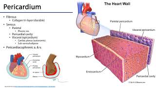 35 Pericardial Friction Rub  Heart Sounds Collection [upl. by Ahsikyt]