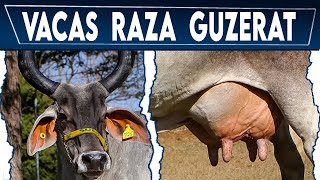 🔴 Raza GUZERAT ✅ Vacas Lecheras y Carnicas Crea tu negocio Ganadero [upl. by Dnomsad]