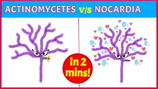 Actinomycetes Vs Nocardia Points you need to know [upl. by Nahraf]