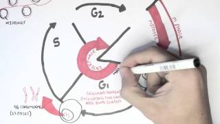 Cell Cycle Overview Interphase [upl. by Scoville]