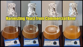 Harvest Yeast from Commercial Beer  Step by Step Instructions [upl. by Notelrahc369]