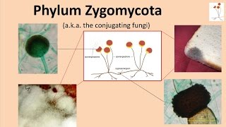 Zygomycota [upl. by Cohe]