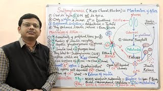 Diabetes Mellitus Part10 Mechanism of Action of Sulfonylurease  Antidiabetic Drugs  Diabetes [upl. by Orpha151]