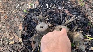 How to remove holly bush and roots [upl. by Allerym]