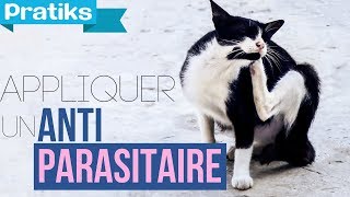 Conseils véto  Comment appliquer un antiparasitaire à son chat [upl. by Merow]