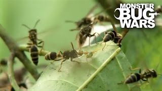 Green Ants Vs Paper Wasps  MONSTER BUG WARS [upl. by Pampuch]