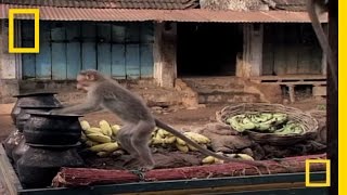 Drunk Monkeys  National Geographic [upl. by Netnilc]