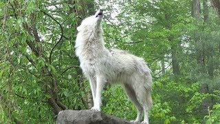 What 30 Wolves Howling Sounds Like [upl. by Gram905]