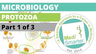 Protozoa  Microbiology  USMLE STEP 1  Part 1 of 3 [upl. by Sybley]