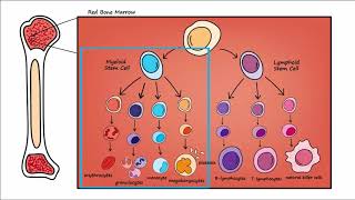 Leukemia  Overview [upl. by Etnovahs]