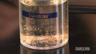 How to Care for Daphnia [upl. by Tnarud]