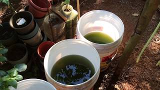 How to grow Green Water Algae [upl. by Yecrad]