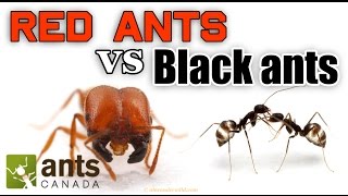 WHO WINS RED ANTS VS BLACK ANTS [upl. by Krahmer288]