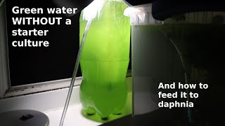 Green Water WITHOUT a Starter Culture  From Scratch  How To [upl. by Suiravad242]