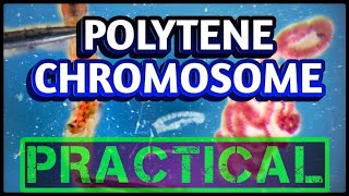 Polytene Chromosomes from Salivary glands  Dissection of Chironomus larvae [upl. by Vachel728]