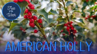 Tree of the Week American Holly [upl. by Portuna]