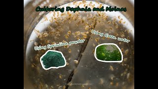 How To Culture Daphnia and Moinas using Green Water Spirulina powder [upl. by Annid]