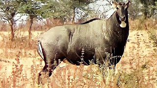 Angry Big bull Nilgai or blue bull Boselaphus tragocamelus face to face at Pohara jungle [upl. by Sane455]