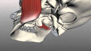 Muscles of mastication made easy [upl. by Alusru594]