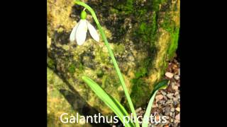 Snowdrops A guide to identification [upl. by Giralda]