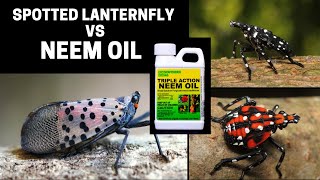 Treat Spotted Lanternfly with Neem Oil [upl. by Annaul745]