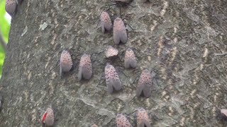 What to do if you see a spotted lanternfly in New Jersey [upl. by Lopez]