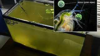 Raising Daphnia for the Freshwater Aquarium [upl. by Eatnwahs]