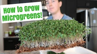 How to Grow Microgreens at Home  No Soil [upl. by Ahter]