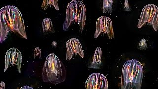 Glowing Neon Jellyfish floating through ocean HD video [upl. by Eselehs]