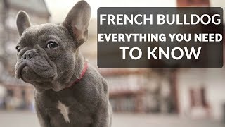 FRENCH BULLDOG 101  Everything You Need To Know About Owning A French Bull Dog Puppy [upl. by Warner]