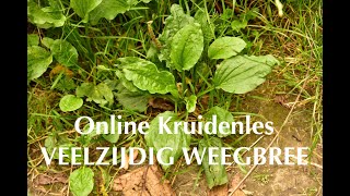 VEELZIJDIG WEEGBREE deel 1  Huid amp Buiten [upl. by Ellehcir]