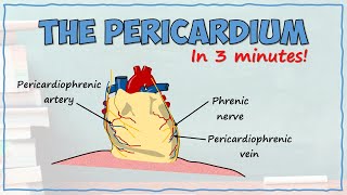 The Pericardium [upl. by Sachiko]