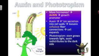 Auxins and Phototropism 2016 [upl. by Ahsauqal970]