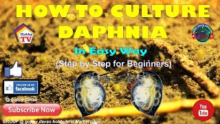 HOW TO CULTURE DAPHNIA In Easy Way [upl. by Neva]