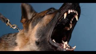 Angry DOG Bark amp Growl Sound Effects [upl. by Eelnodnarb]