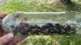 Viral Water Bottle Hack for Trapping Spotted Lanternfly [upl. by Broadbent789]